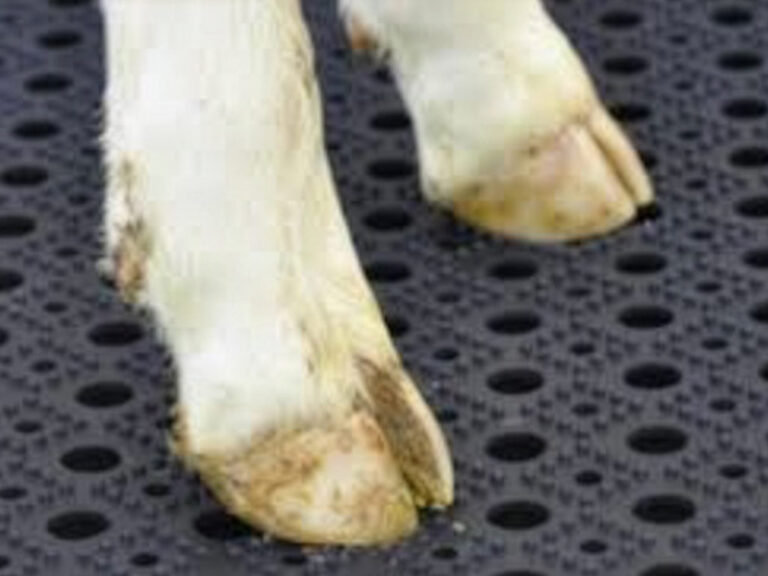 Dierenwelzijn matten